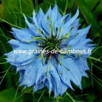 Nigelle de Damas Miss Jekyll bleu réf.733