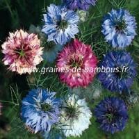 Nigelle de damas persian jewels graines