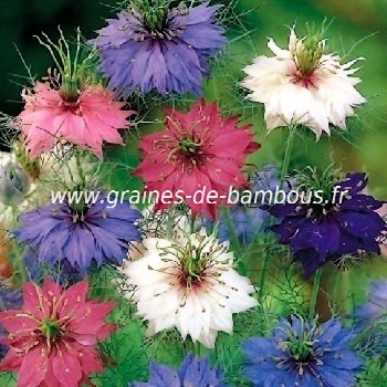 Nigelle de Damas Persian jewels double couleur variée