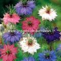 Nigelle de Damas Persian Jewels double variée réf.734