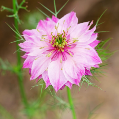Nigelle de damas persian rose www graines de bambous fr 1 