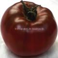 Tomate noire de Crimée réf.254