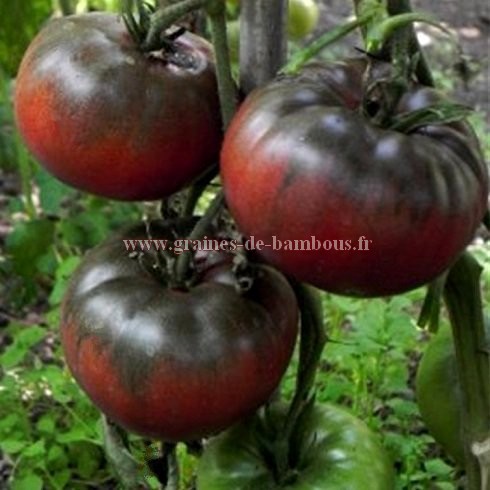 Noire de tula graines de tomate