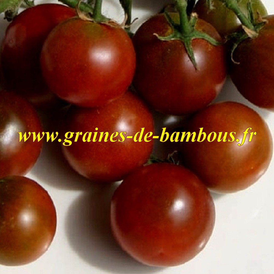 Nyagous graines de tomate non traitees