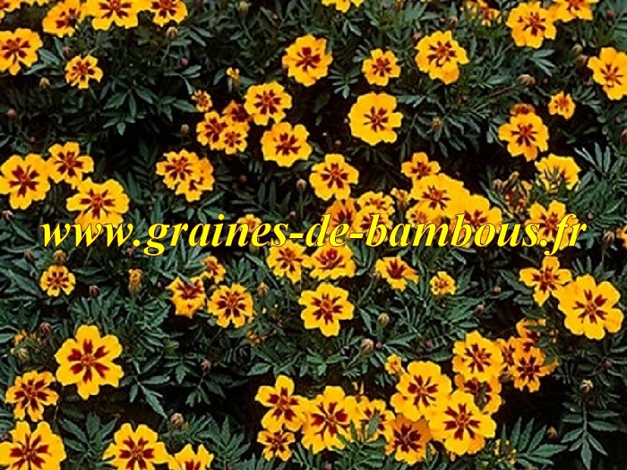 graines de L/'œillet d/'Inde Légion d’honneur Tagetes patula fleurs graines