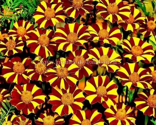 Oeillet d inde striped marvel