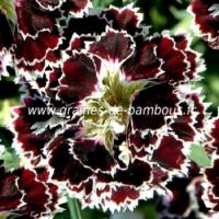 Oeillet de chine dianthus chinensis