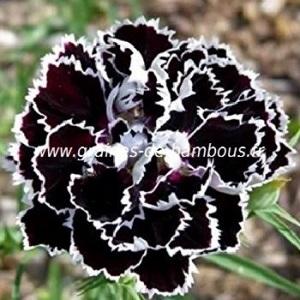 OEILLET des FLEURISTES CHABAUD DOUBLE STRIPED