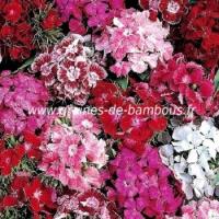 Oeillet de poete double dianthus barbatus