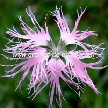 Oeillet dianthus superbus