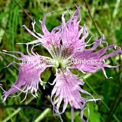Oeillet superbe dianthus