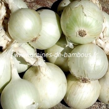 Oignon blanc de paris allium cepa
