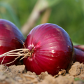 Oignon rouge de brunswick www graines de bambous fr