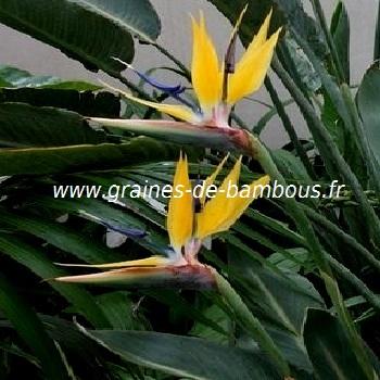oiseau-de-paradis-mandela-gold-www-graines-de-bambous-fr.jpg