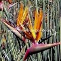 Oiseau de paradis strelitzia juncea graines