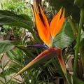 oiseau-de-paradis-strelitzia-reginae.jpg