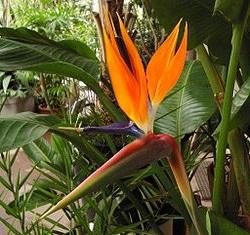 oiseau-de-paradis-strelitzia-reginae.jpg