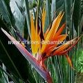 Oiseau de Paradis réf.03