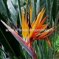 oiseau-de-paradis-www-graines-de-bambous-fr-1.jpg