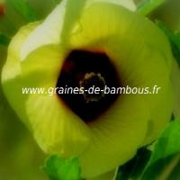 okra-rouge-fleur-www-graines-de-bambous-fr.jpg