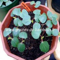 okra-rouge-semis-www-graines-de-bambous-fr.jpg