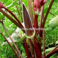 okra-rouge-www-graines-de-bambous-fr-1.jpg