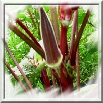 okra-rouge-www-graines-de-bambous-fr-www-grainesdebambous-com.jpg