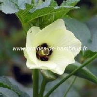 okra-vert-fleur-www-graines-de-bambous-fr.jpg