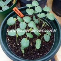 okra-vert-semis-www-graines-de-bambous-fr.jpg