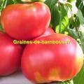 Olena ukrainian graines de tomate