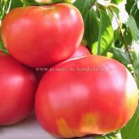 Olena ukrainian graines tomate