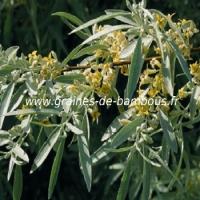olivier-de-boheme-elaeagnus-angustifolia-www-graines-de-bambous-fr.jpg