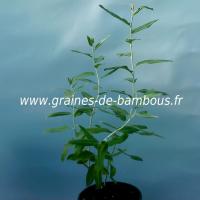 olivier-de-boheme-eleagnus-augustifolia-petit-plant-www-graines-de-bambous-fr.jpg