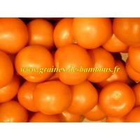 Orange queen graines de tomate