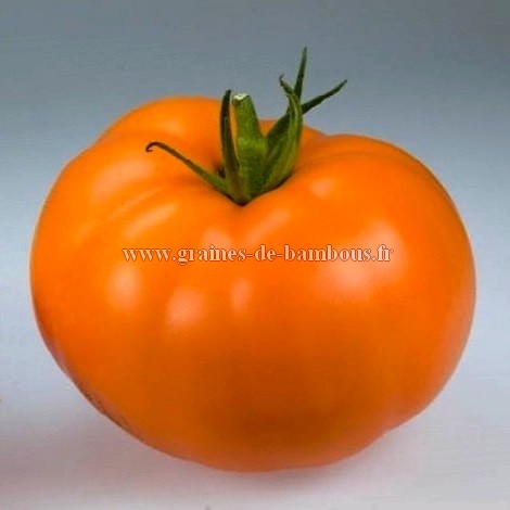 Orange queen tomate
