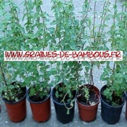 Origan vivace graines de bambous fr