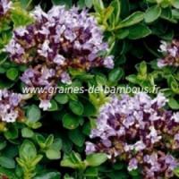 Origan vivace origanum vulgare graines de bambous fr