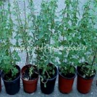 Origan vivace origanum vulgare www graines de bambous fr 350 x 350 copie