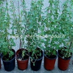 Origan vivace origanum vulgare www graines de bambous fr 350 x 350 copie