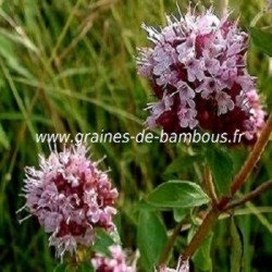 Valériane officinale en sachet de 100 graines