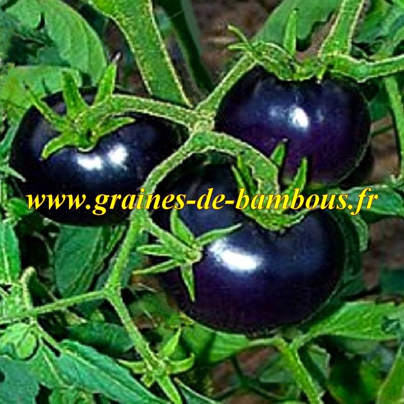 Osu blue p 20 graines de tomate