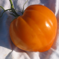 Oxheart tomato orange graines de bambous