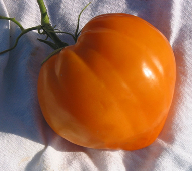 Oxheart tomato orange graines de bambous