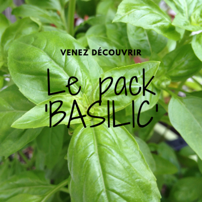 Pack Basilic