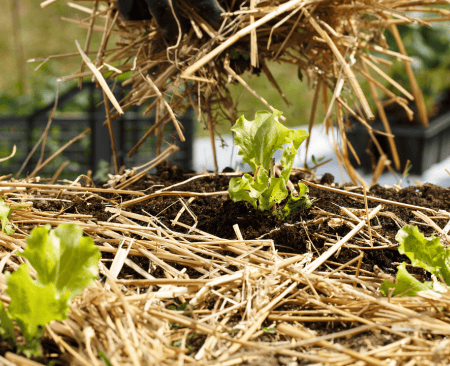 Paillage au potager www graines de bambous fr