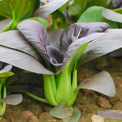 Pak choi red www graines de bambous fr 1 