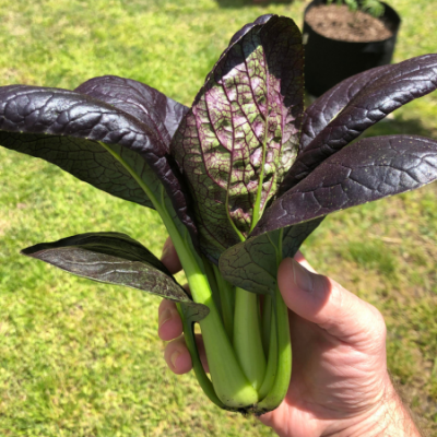 Pak choi red www graines de bambous fr