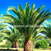 Graines et plants de Phoenix canariensis - Palmier des Canaries