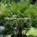 Palmier nain Chamaerops humilis réf.436