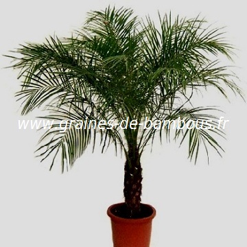 palmier-dattier-nain-www-graines-de-bambous-fr.jpg